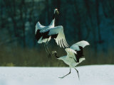 Japanese or Red-Crowned Cranes Engage in a Courtship Display