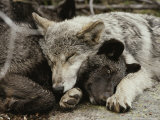 Buy Two Five-Month-Old Gray Wolf, Canis Lupus, Pups Nap Together at AllPosters.com
