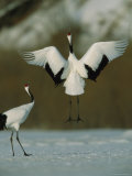 Pair of Japanese or Red-Crowned Cranes Engage in a Courtship Dance