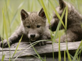 Buy Five-Week-Old Gray Wolf, Canis Lupus, Climbs Over a Fallen Log at AllPosters.com