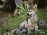 Buy An 8-Week-Old Gray Wolf Pup, Canis Lupus, Bares His Teeth in a Snarl at AllPosters.com