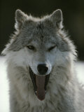 Buy Couple of Gray Wolves, Canis Lupus, Jaw Spar at AllPosters.com