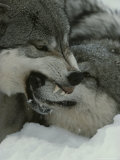 Buy The Alpha Male Gray Wolf, Canis Lupus, Dominates the Omega Wolf at AllPosters.com