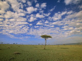 Cumulus Clouds Above Grasslands Dotted with Desert Date Trees Photographic Print