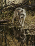 Gray Wolf, Canis Lupus, Stops at a Woodland Stream