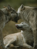 Buy Couple of Gray Wolves, Canis Lupus, Jaw Spar as Another Looks On at AllPosters.com