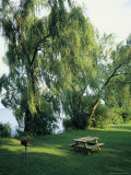 Willow-Lined Lakeside Picnic Area in Cayuga Lake State Park