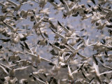 Snow Geese in Flight Over Their New Mexico Wintering Grounds Photographic Print
