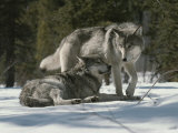 Buy Winter Portrait of a Couple of Gray Wolves, Canis Lupus at AllPosters.com