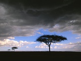 Desert Date Trees Silhouetted Against a Cumulus Cloud-Filled Sky Photographic Print