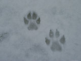 Pair of Gray Wolf, Canis Lupus, Tracks in Snow