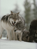 Buy Winter Portrait of a Couple of Gray Wolves, Canis Lupus at AllPosters.com