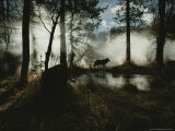 Gray Wolf, Canis Lupus, in Silhouette Passes By a Woodland Pond