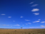 Small Cumulus Clouds Above a Lone Desert Date Tree on Dry Grasslands Photographic Print