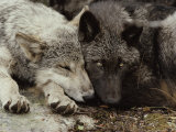 Twenty-Week-Old Gray Wolf Pups, Canis Lupus, Rest Together