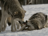 Buy The Alpha Male Gray Wolf, Canis Lupus, Dominates the Omega Wolf at AllPosters.com