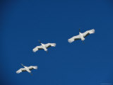 Skyward View of Three Japanese or Red-Crowned Cranes in Flight