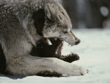Buy Couple of Gray Wolves, Canis Lupus, Jaw Spar with Aggression at AllPosters.com