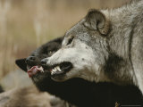 An Alpha Male Gray Wolf, Canis Lupus, Dominates Another Pack Member
