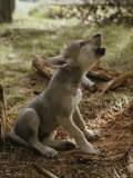 Nine-Week-Old Gray Wolf Pup, Canis Lupus, Sits and Howls
