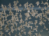 Flock of Western Sandpipers in Flight Photographic Print