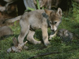Buy An Eight-Week-Old Gray Wolf Pup, Canis Lupus, Explores a Grassy Area at AllPosters.com