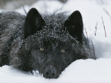 Covered with Snow Flakes, a Gray Wolf, Canis Lupus, Rest in More Snow