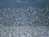 Flock of Western Sandpipers in Flight Photographic Print