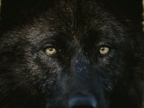 Black-Colored Gray Wolf, Canis Lupus, Stares with Golden Eyes