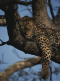 Buy Leopard Rests in the Fork of a Tree Trunk at AllPosters.com
