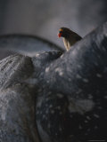 Buy Close View of an Oxpecker on the Head of a Cape Buffalo at AllPosters.com