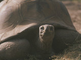 Buy Portrait of a Giant Tortoise at AllPosters.com