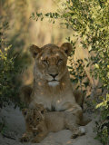 Buy Baby Lion, Panthera Leo, Rests at Its Mother's Feet at AllPosters.com