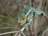 Buy Blue Chameleon Clings to a Branch in Madagascar at AllPosters.com