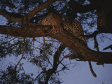 Buy Leopard Rests and Grooms in a Treetop Perch at AllPosters.com