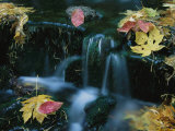 Buy Natural Spring with Fall Leaves, Yosemite National Park at AllPosters.com