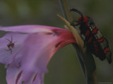 Buy Flower Hides a Spider From a Winged Insect Crawling on the Stem at AllPosters.com