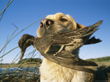 Buy Yellow Labrador Retrieves a Duck From the Back River at AllPosters.com
