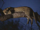 Buy Leopard Rests in a Treetop Perch at AllPosters.com