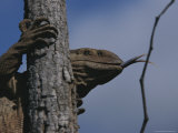 Buy Monitor Lizard Sensing with a Forked Tongue, Clings to a Tree Trunk at AllPosters.com
