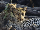 Female Leopard, Panthera Pardus, Lets a Cub Chew on Her Ear
