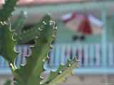 Buy Close View of the Spines of a Cactus at AllPosters.com