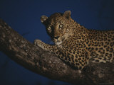 Buy Leopard Rests on a High Tree Limb at AllPosters.com