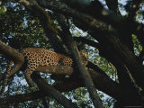Buy Leopard Rests in a Treetop Perch at AllPosters.com