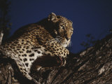 Leopard Rests on a High Tree Limb