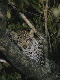 Buy Juvenile Leopard Rests in a Treetop Perch at AllPosters.com