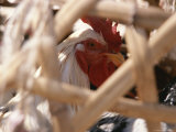 Buy Close View of a Chicken in a Cage at AllPosters.com
