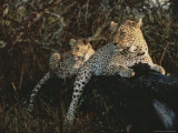 Pair of Leopards Rest on a Fallen Log