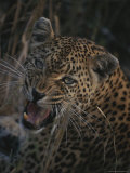 Buy Leopard Snarls at the Camera at AllPosters.com