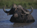 Buy Oxpeckers Look For Ticks on a Wading Cape Buffalo at AllPosters.com